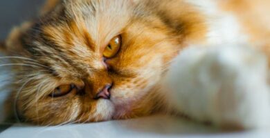 Kokkidioosi kissoilla oireet ja hoito