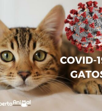 Koronavirus ja kissat mita tiedamme COVID 19 sta