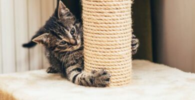 Kotitekoinen raapimispuu kissoille