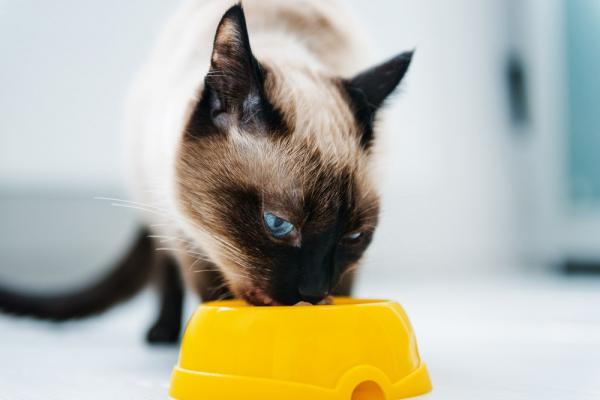 Kotitekoinen ruoka kissoille joilla on munuaisten vajaatoiminta