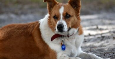 Kouristukset koirilla syyt oireet ja mita tehda