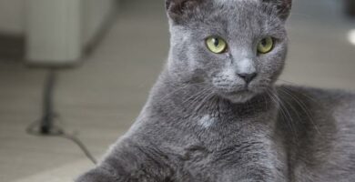 Kuinka havaita kissan ravitsemukselliset puutteet