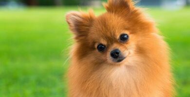 Kuinka hoitaa Pomeranian koiran hiukset