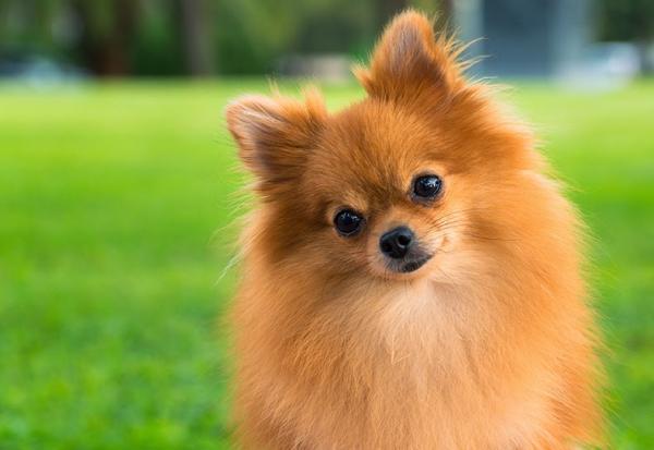 Kuinka hoitaa Pomeranian koiran hiukset