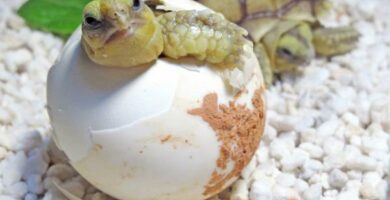 Kuinka kuoriutua kilpikonnan muna