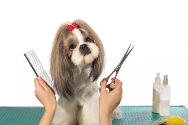 Kuinka leikata koiran hiukset kotona