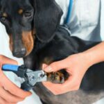 Kuinka leikata koiran kynnet kotona