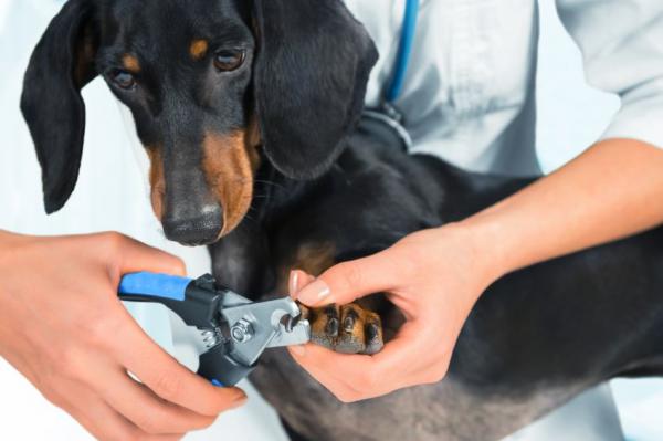 Kuinka leikata koiran kynnet kotona