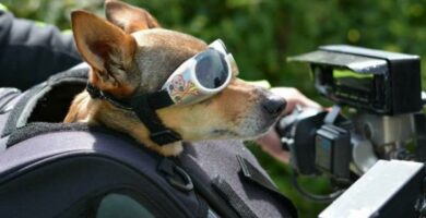 Kuinka matkustaa koiran kanssa moottoripyoralla