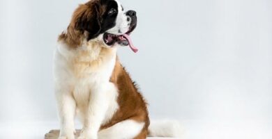 Kuinka paljon Saint Bernard syo