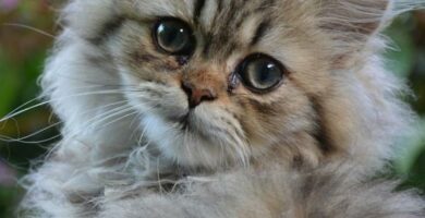 Kuinka poistaa solmuja persialaisesta kissasta