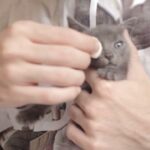Kuinka puhdistaa kissan silmat kamomilla