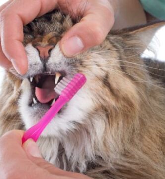 Kuinka puhdistaa kissani hampaat