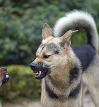 Kuinka saada kaksi urospuolista koiraa taistelemaan