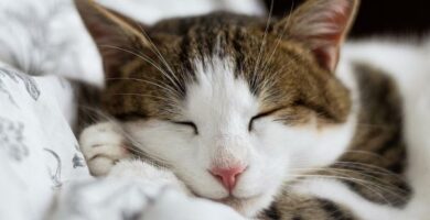 Kuinka saada vauva kissa nukkumaan