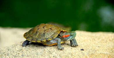 Kuinka tehda akvaario kilpikonnille askel askeleelta