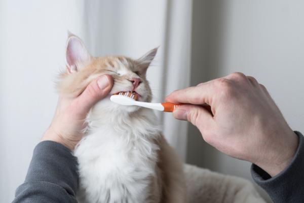 Kuinka tehda hammastahna kissoille