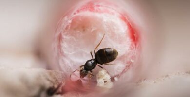 Kuinka tehda kotitekoinen muurahaispesa