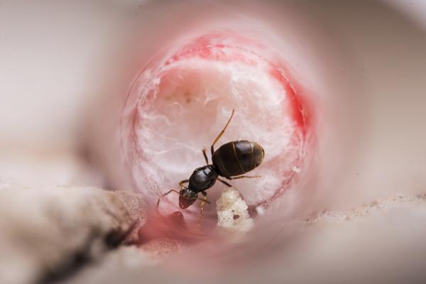 Kuinka tehda kotitekoinen muurahaispesa