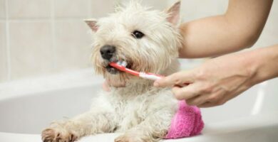 Kuinka tehda kotitekoista hammastahnaa koirille