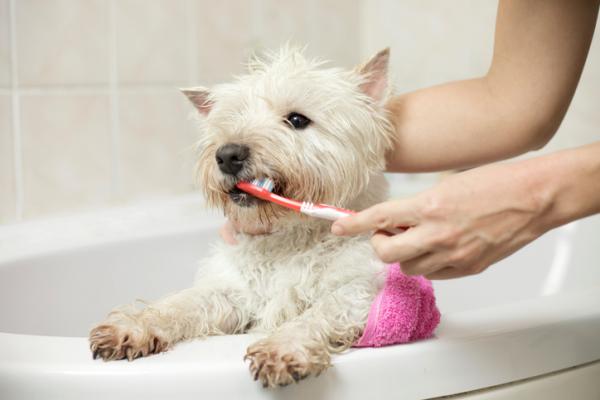 Kuinka tehda kotitekoista hammastahnaa koirille