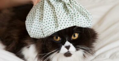 Kuume kissoilla syyt oireet ja miten sita voidaan alentaa