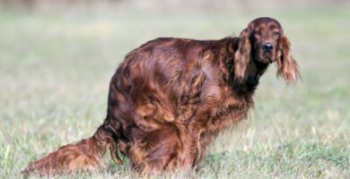 Laksatiivit koirille laakkeet annokset ja tyypit