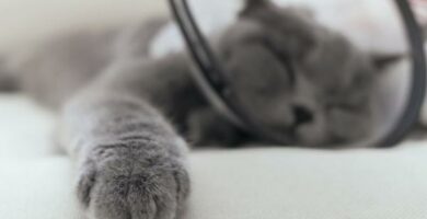 Lampohalvaus kissoilla oireet ja ensiapu