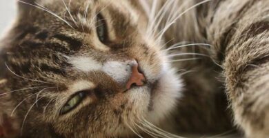 Leishmaniasis kissoilla oireet tartunta ja hoito
