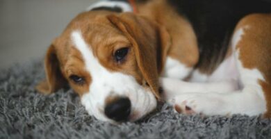 Leptospiroosi koirilla syyt oireet ja hoito