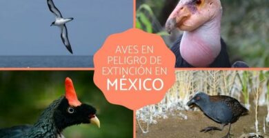 Linnut vaarassa kuolla sukupuuttoon Meksikossa