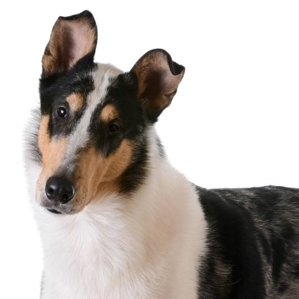 Lyhytkarvainen collie 1 Lyhytkarvainen collie