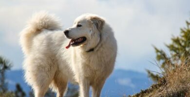 Lymen tauti koirilla oireet ja hoito