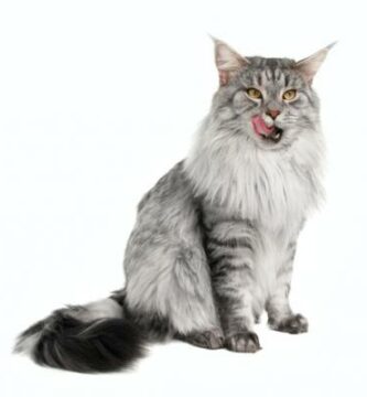 Maine coon