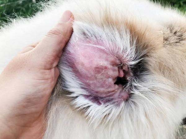 Malassezia koirilla Oireet tartunta ja hoito