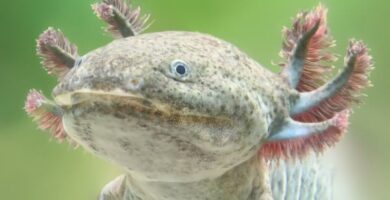 Meksikon axolotl