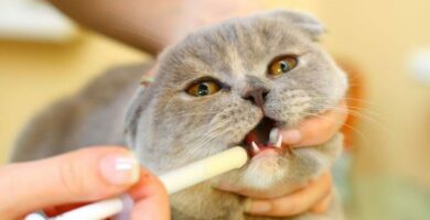 Meloksikaami kissoille mihin se on tarkoitettu annostus ja sivuvaikutukset
