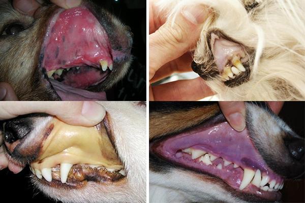 Merkitys koirien limakalvojen varjaytymisesta