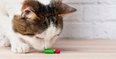 Metimatsoli kissoille annostus kaytto ja sivuvaikutukset