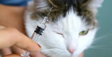 Metoklopramidi kissoille annostus kaytto ja sivuvaikutukset