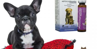 Metoklopramidi koirille annostus kaytto ja sivuvaikutukset
