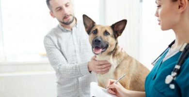 Metronidatsoli koirille annostus kaytto ja sivuvaikutukset