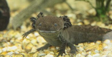 Miksi axolotl on vaarassa kuolla sukupuuttoon
