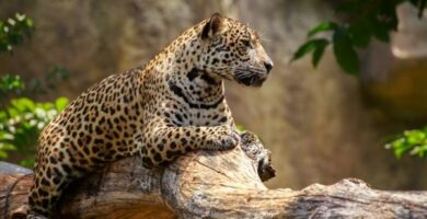 Miksi jaguaari on vaarassa kuolla sukupuuttoon