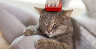 Miksi kissani karkaa niin paljon hiuksia Syyt ja ratkaisut