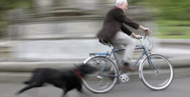 Miksi koirani jahtaa autoja moottoripyoria tai polkupyoria
