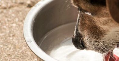 Miksi koirani juo paljon vetta