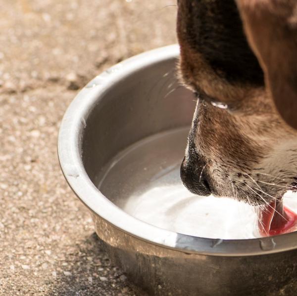 Miksi koirani juo paljon vetta