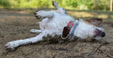 Miksi koirat hukkuvat kuolleisiin elaimiin