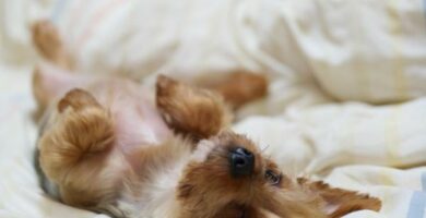 Miksi koirat nayttavat vatsansa